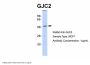 GJC2 Antibody