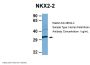 NKX2-2 Antibody