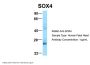 SOX4 Antibody