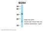 SOX4 Antibody
