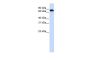 STAT3 Antibody