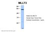 MLLT3 Antibody