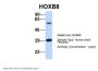 HOXB8 Antibody