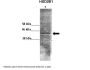 HSD3B1 Antibody