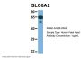 SLC6A2 Antibody