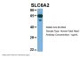 SLC6A2 Antibody