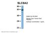 SLC6A2 Antibody