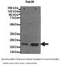 RAB38 Antibody