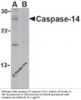 Caspase-14 Antibody