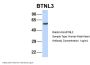 BTNL3 Antibody