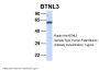 BTNL3 Antibody