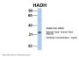 HADH Antibody