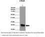 KRAS Antibody