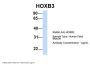 HOXB3 Antibody