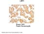 LRP1 Antibody