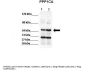 PPP1CA Antibody