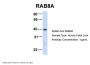 RAB8A Antibody