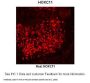 HOXC11 Antibody