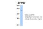 ZFP67 Antibody