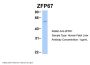 ZFP67 Antibody