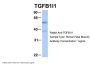 TGFB1I1 Antibody