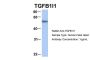 TGFB1I1 Antibody
