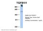 TGFB1I1 Antibody
