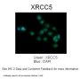 XRCC5 Antibody