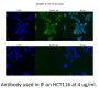 HOXB7 Antibody