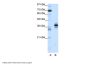 PITX1 Antibody