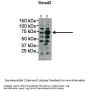 SMAD2 Antibody