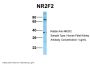 NR2F2 Antibody