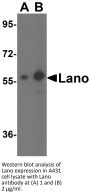 Lano Antibody