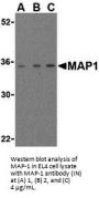 MAP1 Antibody