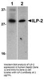 ILP-2 Antibody