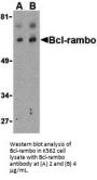 Bcl-rambo Antibody