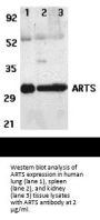 ARTS Antibody