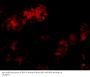 Bmf Antibody
