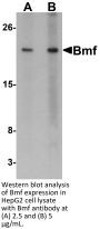 Bmf Antibody