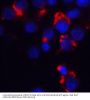 Bmf Antibody