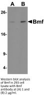 Bmf Antibody