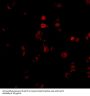 AATF Antibody