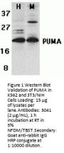 PUMA Antibody