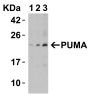 PUMA Antibody