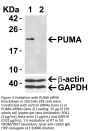 PUMA Antibody