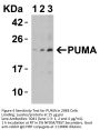 PUMA Antibody