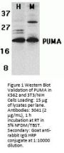 PUMA Antibody