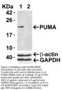 PUMA Antibody