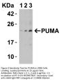 PUMA Antibody