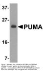 PUMA Antibody